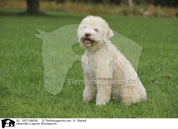 sitzender Lagotto Romagnolo / sitting Lagotto Romagnolo / SST-08836