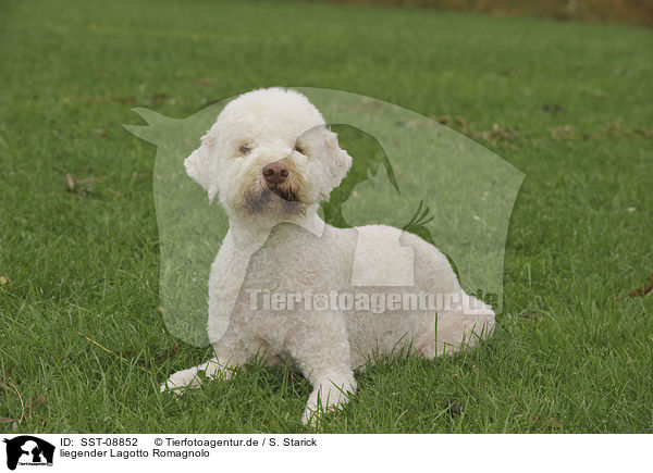 liegender Lagotto Romagnolo / lying Lagotto Romagnolo / SST-08852