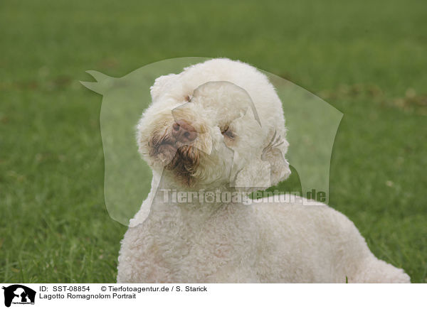 Lagotto Romagnolom Portrait / Lagotto Romagnolom Portrait / SST-08854