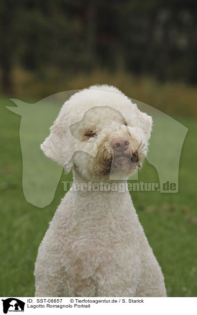 Lagotto Romagnolo Portrait / Lagotto Romagnolo Portrait / SST-08857