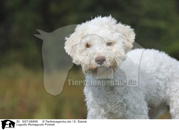 Lagotto Romagnolo Portrait / Lagotto Romagnolo Portrait / SST-08886