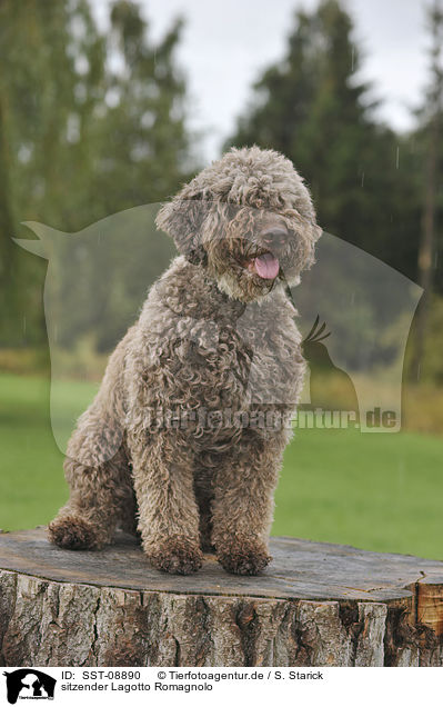 sitzender Lagotto Romagnolo / sitting Lagotto Romagnolo / SST-08890