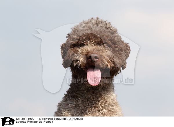 Lagotto Romagnolo Portrait / Lagotto Romagnolo Portrait / JH-14909