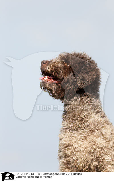 Lagotto Romagnolo Portrait / Lagotto Romagnolo Portrait / JH-14913