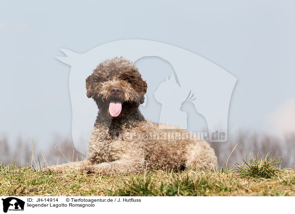 liegender Lagotto Romagnolo / lying Lagotto Romagnolo / JH-14914