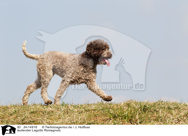 laufender Lagotto Romagnolo / walking Lagotto Romagnolo / JH-14916