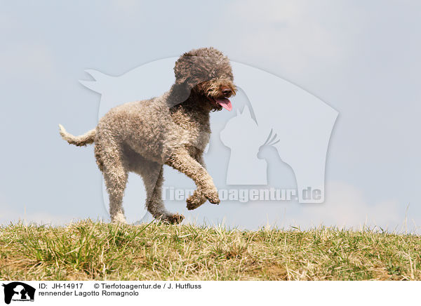 rennender Lagotto Romagnolo / running Lagotto Romagnolo / JH-14917
