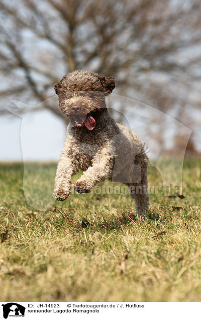 rennender Lagotto Romagnolo / running Lagotto Romagnolo / JH-14923