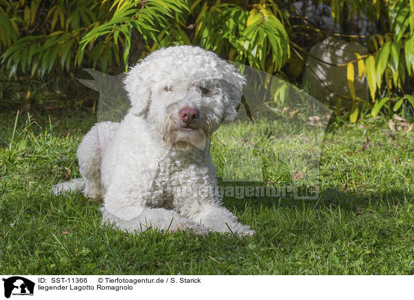 liegender Lagotto Romagnolo / lying Lagotto Romagnolo / SST-11366