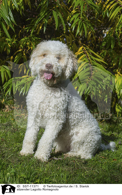 sitzender Lagotto Romagnolo / sitting Lagotto Romagnolo / SST-11371