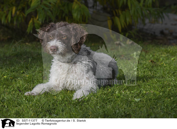 liegender Lagotto Romagnolo / lying Lagotto Romagnolo / SST-11377