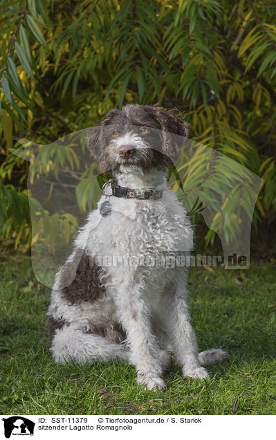 sitzender Lagotto Romagnolo / sitting Lagotto Romagnolo / SST-11379