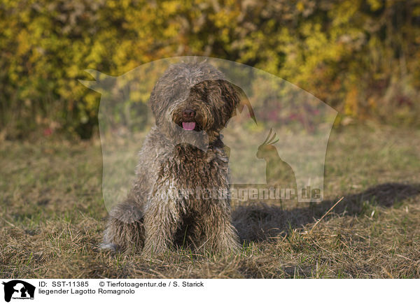 liegender Lagotto Romagnolo / lying Lagotto Romagnolo / SST-11385