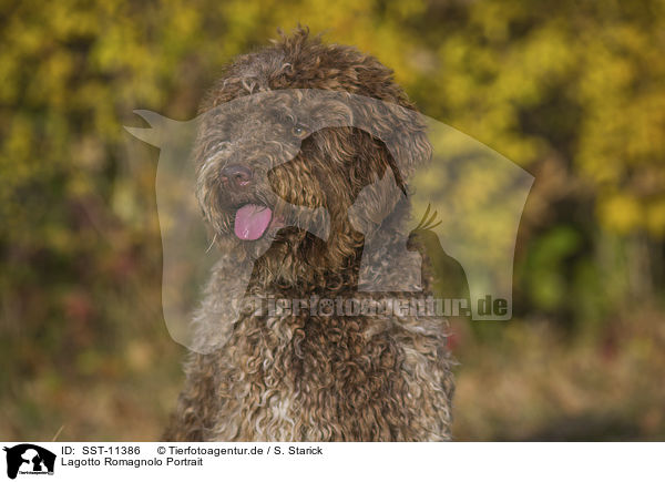 Lagotto Romagnolo Portrait / SST-11386