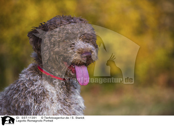 Lagotto Romagnolo Portrait / Lagotto Romagnolo Portrait / SST-11391