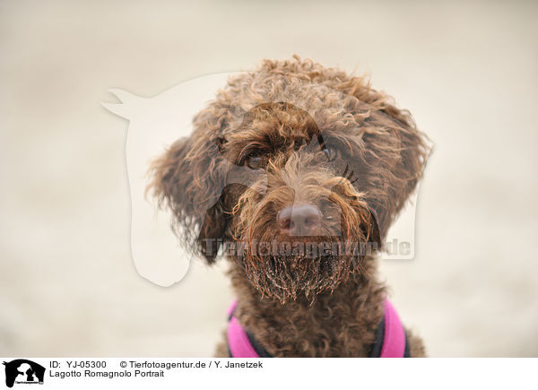 Lagotto Romagnolo Portrait / Lagotto Romagnolo Portrait / YJ-05300