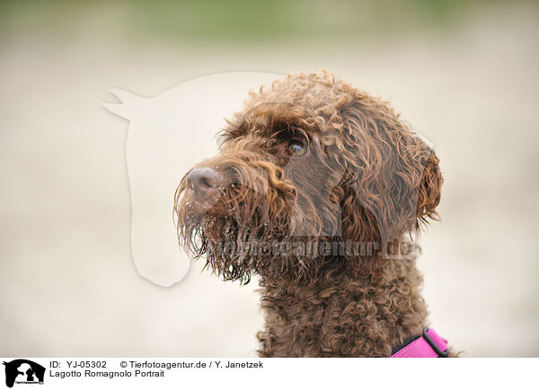 Lagotto Romagnolo Portrait / Lagotto Romagnolo Portrait / YJ-05302