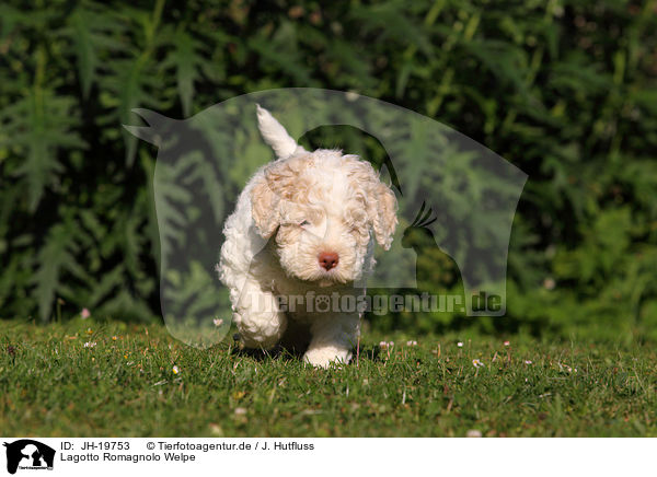 Lagotto Romagnolo Welpe / Lagotto Romagnolo puppy / JH-19753