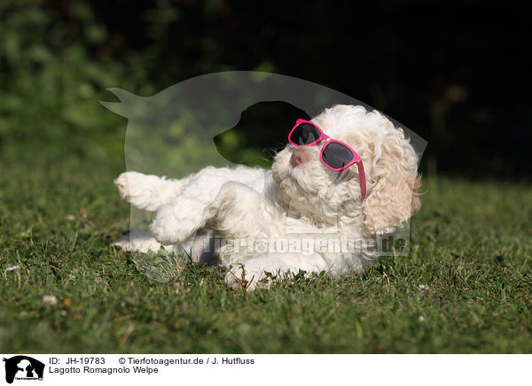Lagotto Romagnolo Welpe / JH-19783