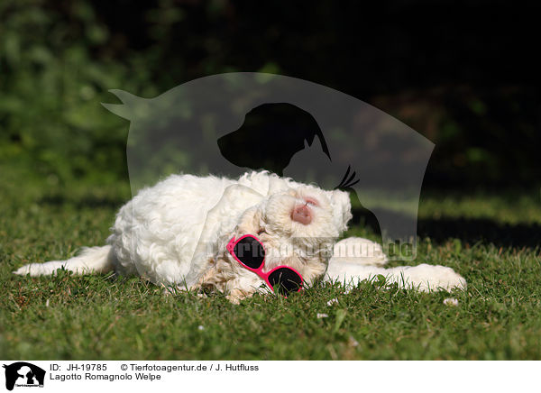 Lagotto Romagnolo Welpe / Lagotto Romagnolo puppy / JH-19785