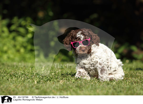 Lagotto Romagnolo Welpe / Lagotto Romagnolo puppy / JH-19799