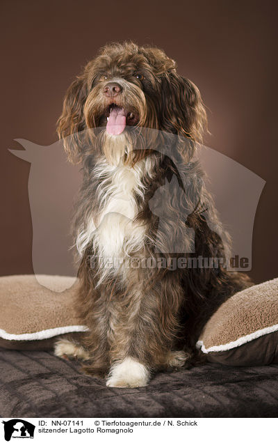 sitzender Lagotto Romagnolo / sitting Lagotto Romagnolo / NN-07141