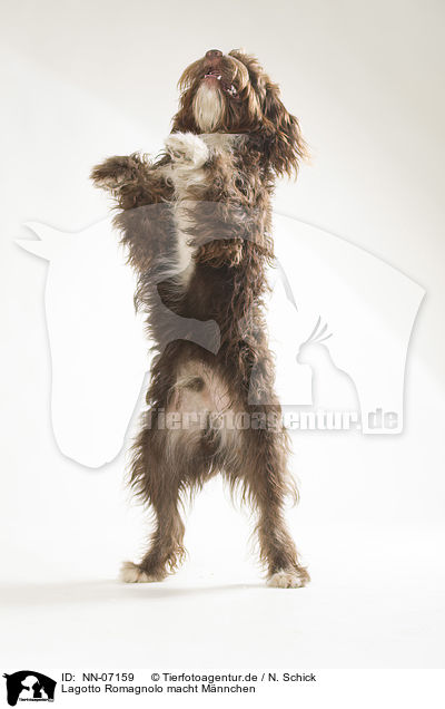 Lagotto Romagnolo macht Mnnchen / begging Lagotto Romagnolo / NN-07159