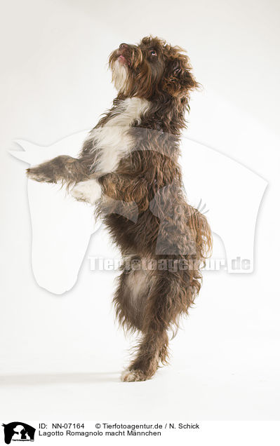 Lagotto Romagnolo macht Mnnchen / begging Lagotto Romagnolo / NN-07164