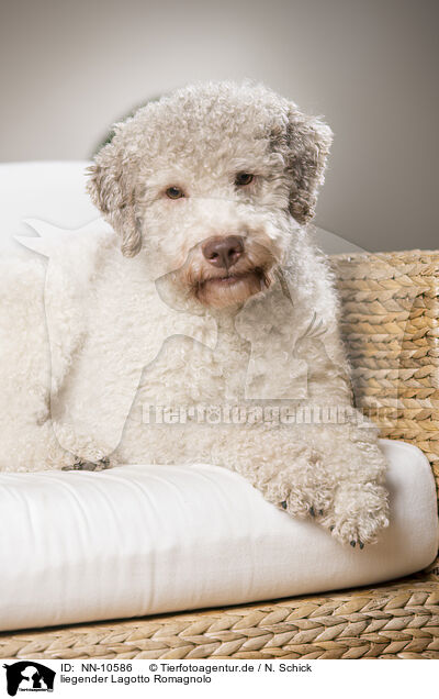 liegender Lagotto Romagnolo / lying Lagotto Romagnolo / NN-10586