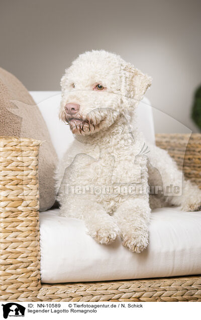 liegender Lagotto Romagnolo / lying Lagotto Romagnolo / NN-10589