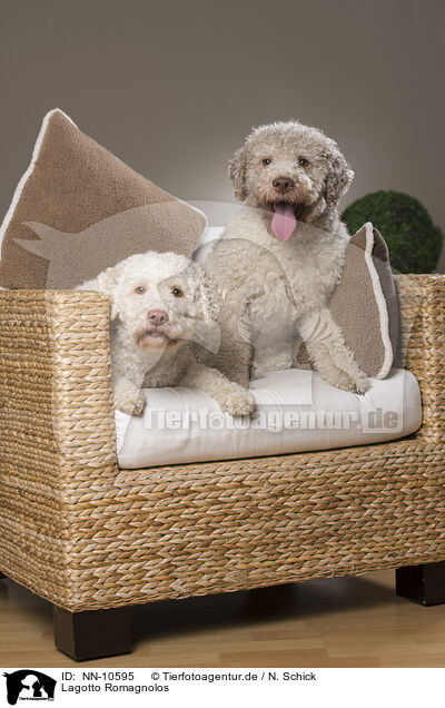 Lagotto Romagnolos / Lagotto Romagnolos / NN-10595