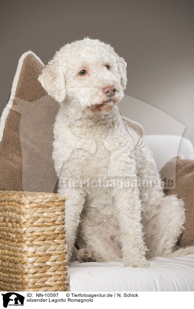 sitzender Lagotto Romagnolo / sitting Lagotto Romagnolo / NN-10597