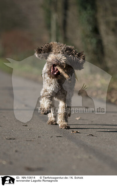 rennender Lagotto Romagnolo / running Lagotto Romagnolo / NN-10614