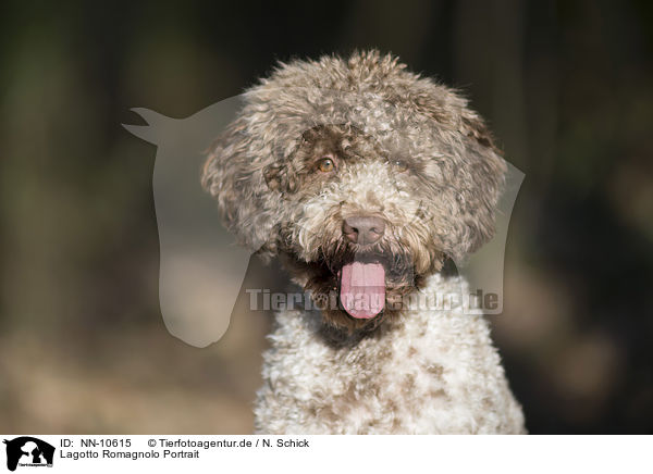 Lagotto Romagnolo Portrait / Lagotto Romagnolo Portrait / NN-10615
