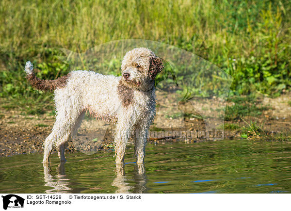 Lagotto Romagnolo / Lagotto Romagnolo / SST-14229