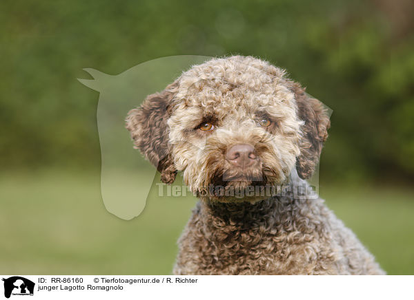 junger Lagotto Romagnolo / young Lagotto Romagnolo / RR-86160