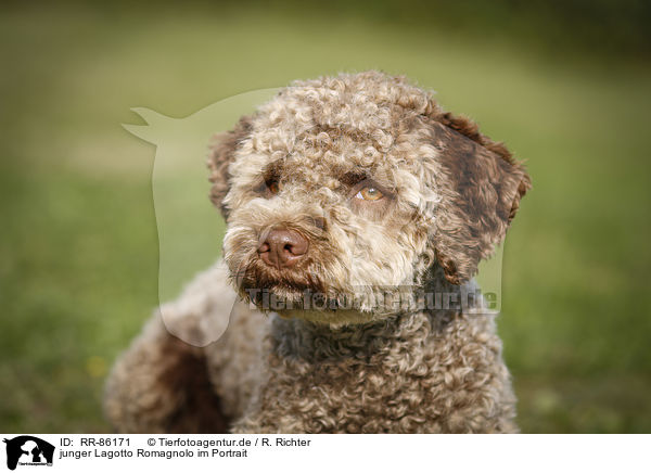 junger Lagotto Romagnolo im Portrait / young Lagotto Romagnolo Portrait / RR-86171