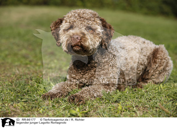 liegender junger Lagotto Romagnolo / lying young Lagotto Romagnolo / RR-86177