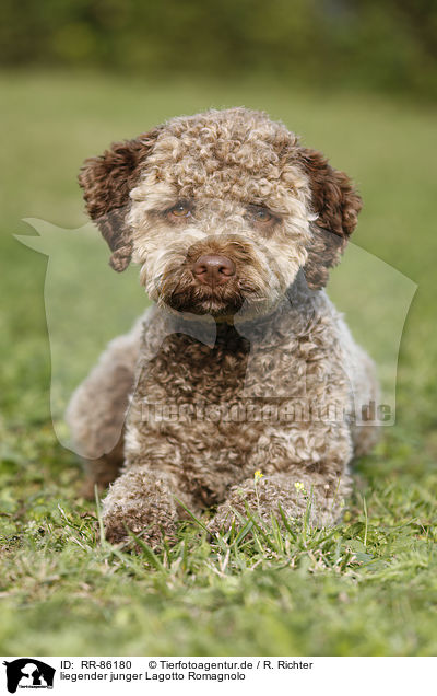 liegender junger Lagotto Romagnolo / lying young Lagotto Romagnolo / RR-86180
