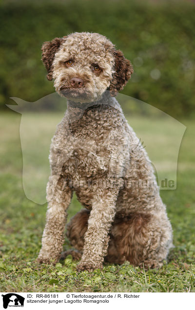 sitzender junger Lagotto Romagnolo / sitting young Lagotto Romagnolo / RR-86181