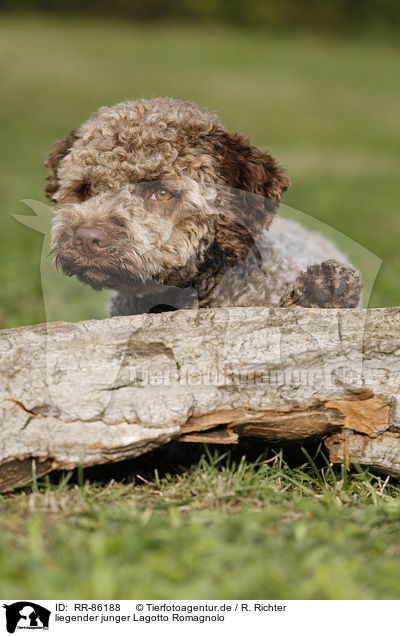 liegender junger Lagotto Romagnolo / lying young Lagotto Romagnolo / RR-86188