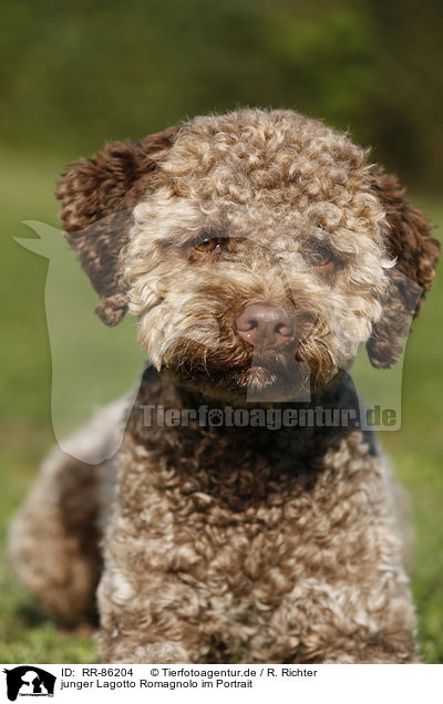 junger Lagotto Romagnolo im Portrait / young Lagotto Romagnolo Portrait / RR-86204