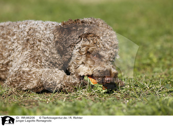 junger Lagotto Romagnolo / young Lagotto Romagnolo / RR-86206