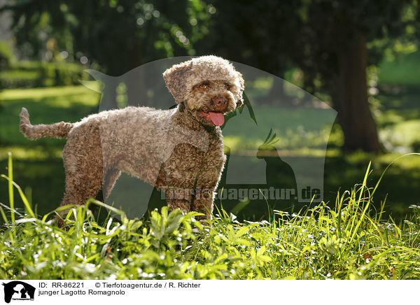 junger Lagotto Romagnolo / young Lagotto Romagnolo / RR-86221