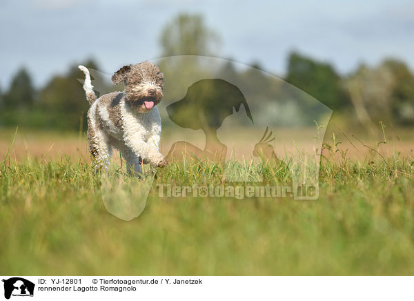 rennender Lagotto Romagnolo / running Lagotto Romagnolo / YJ-12801
