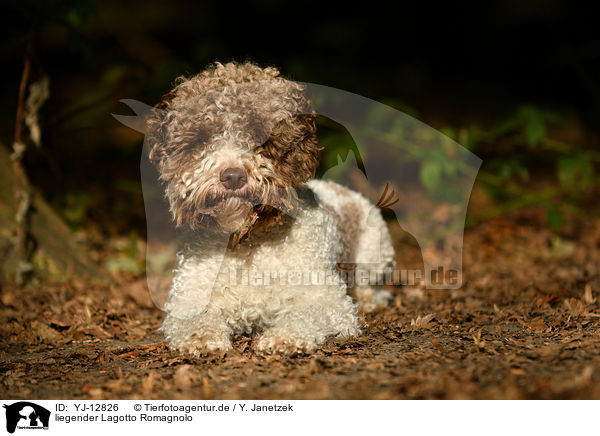 liegender Lagotto Romagnolo / lying Lagotto Romagnolo / YJ-12826