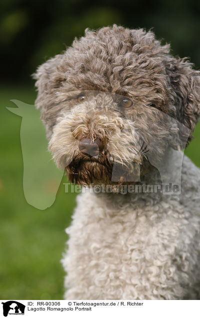 Lagotto Romagnolo Portrait / Lagotto Romagnolo Portrait / RR-90306