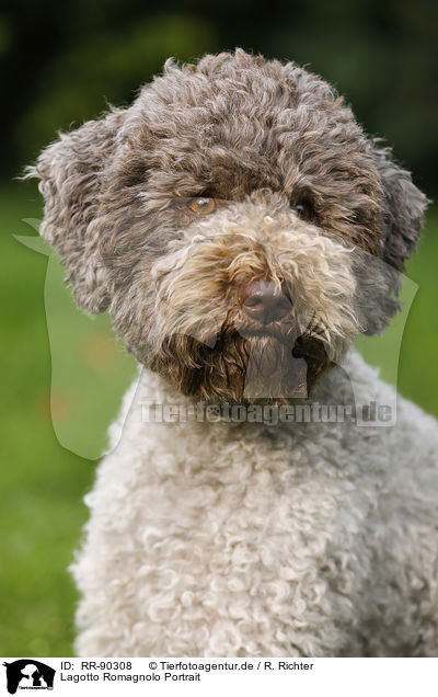Lagotto Romagnolo Portrait / Lagotto Romagnolo Portrait / RR-90308