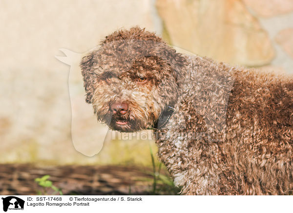 Lagotto Romagnolo Portrait / Lagotto Romagnolo Portrait / SST-17468
