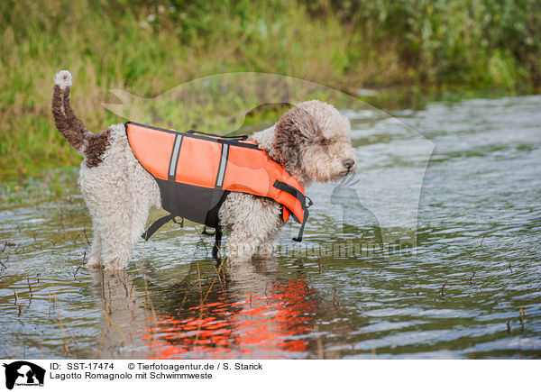 Lagotto Romagnolo mit Schwimmweste / Lagotto Romagnolo with lifejacket / SST-17474